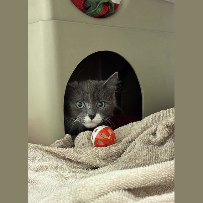 Photo of Rocky