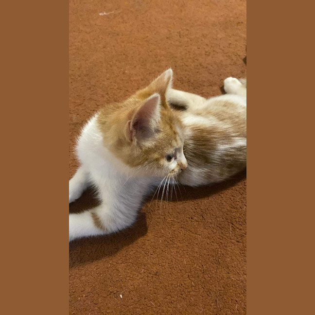Photo of Scamp
