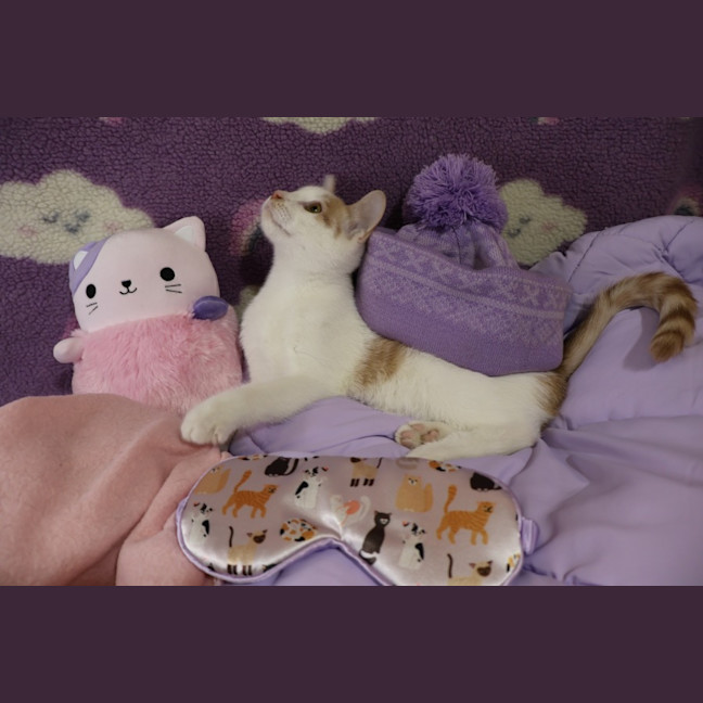 Photo of Miso