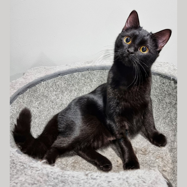 Photo of Bonnie *Fostered In Perth