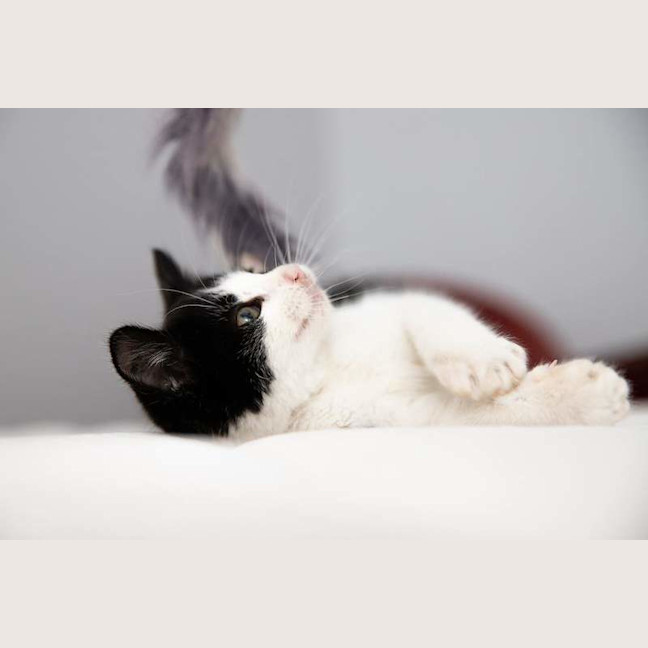 Photo of Button