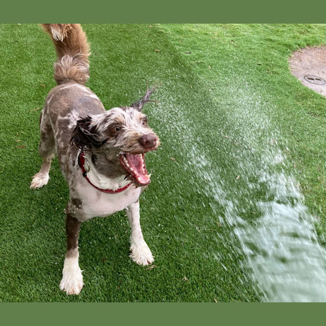 Photo of Buddy   2 Year Old Poodle X Border Collie