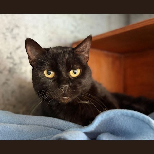 Photo of Miso