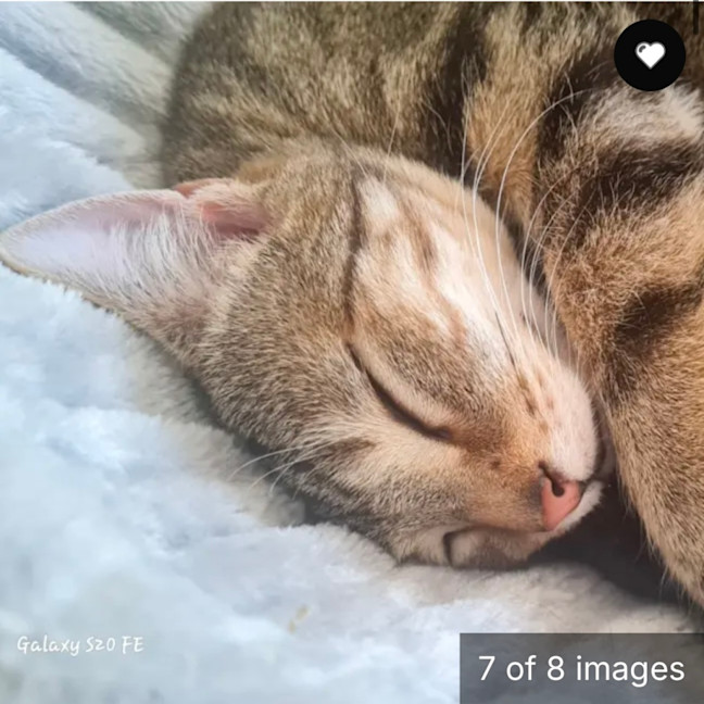 Photo of Fang