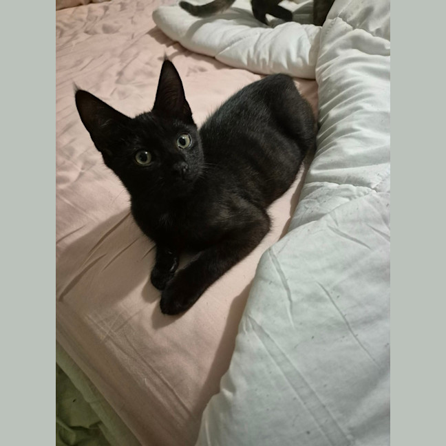 Photo of Stormy   4 Month Old Domestic Short Hair
