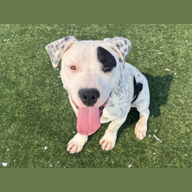 Photo of Wybie Imp 2126