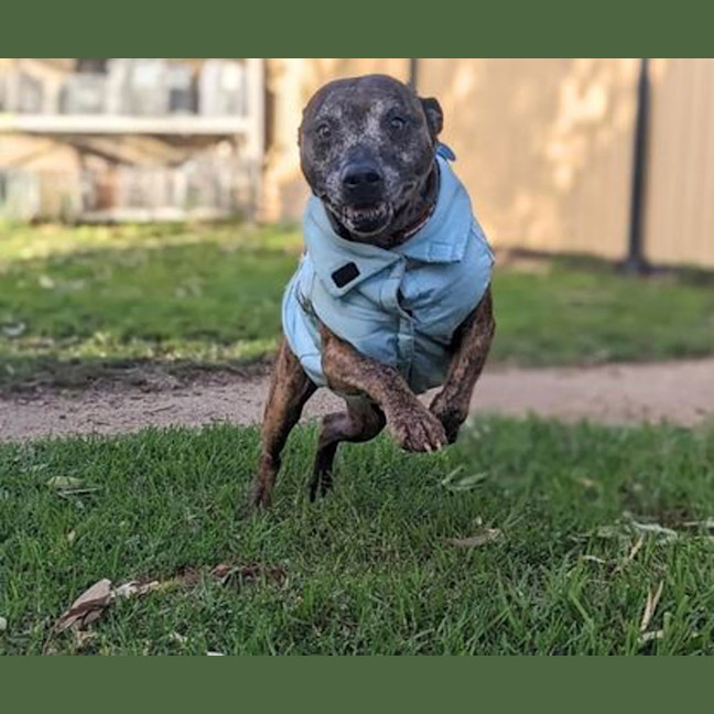 Photo of Dudley