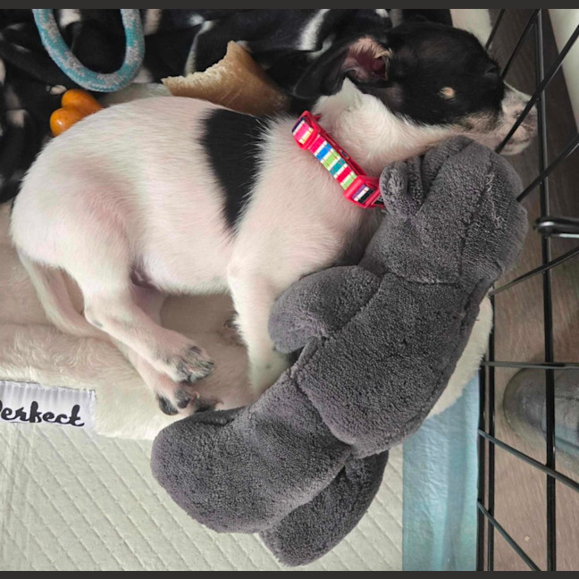 Photo of Murphy Muddle