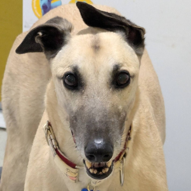 Photo of Buddy The Greyhound
