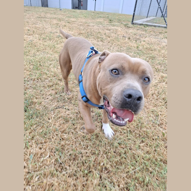 Photo of Scooby