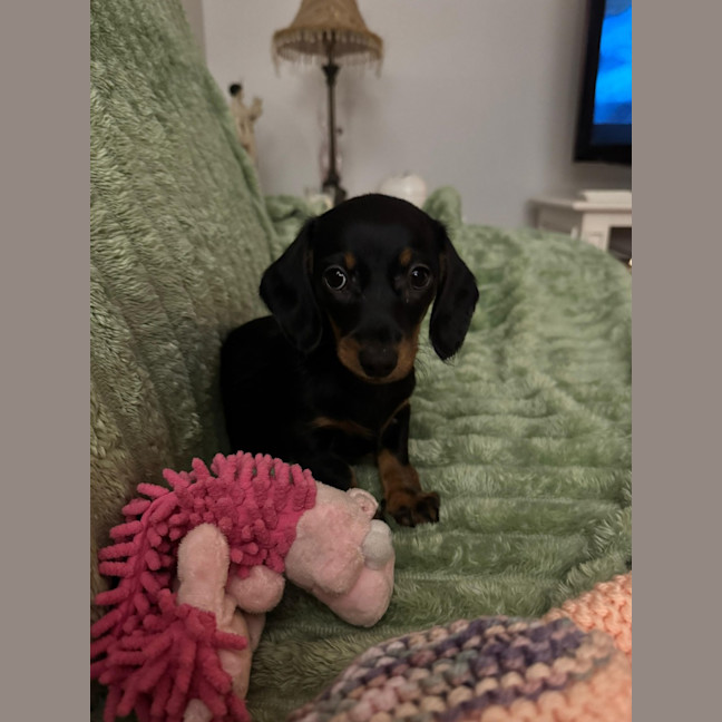 Photo of Betty   8 Week Old Dachshund