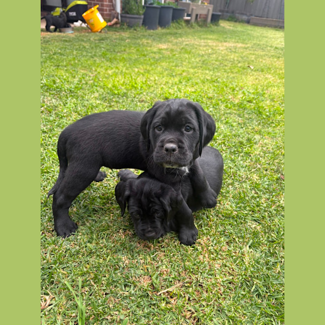 Photo of Sadies Litter