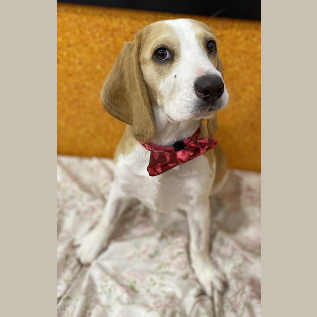Photo of Laila