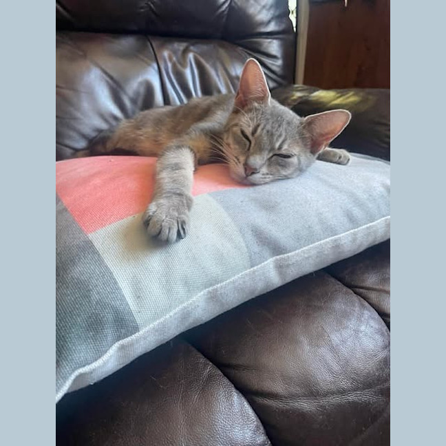 Photo of Piper / Major