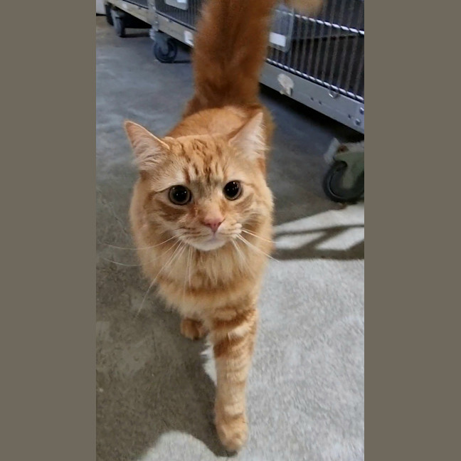 Photo of Phoenix