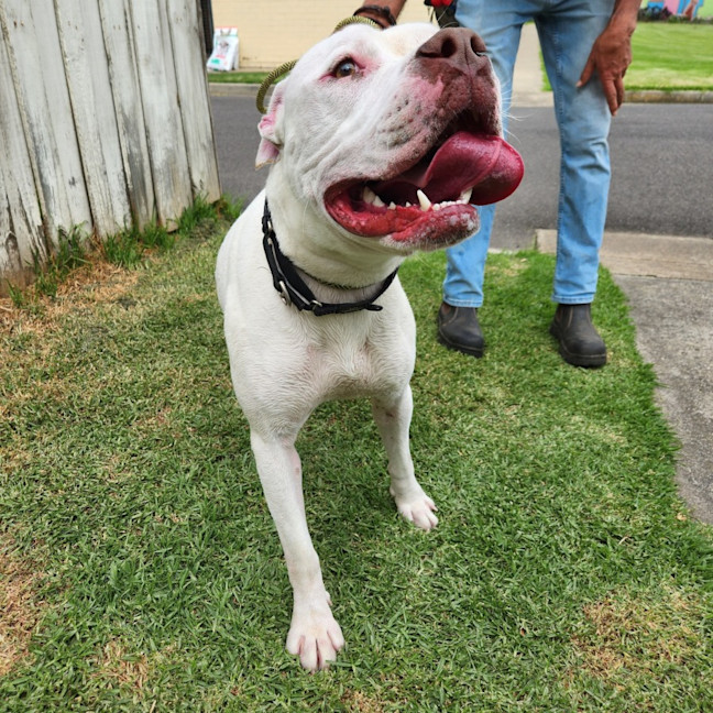 Photo of Possum   64038