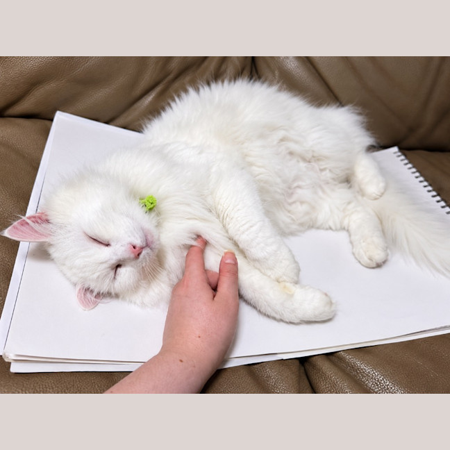 Photo of Kitty Cat
