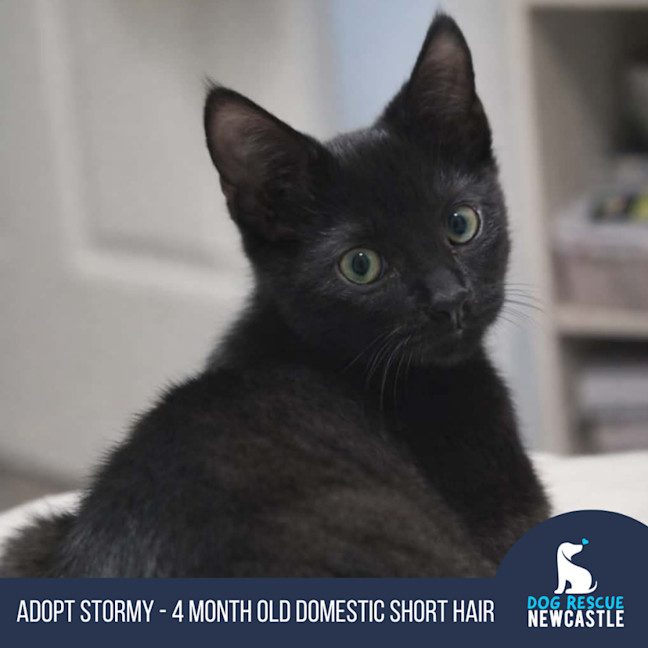 Photo of Stormy   4 Month Old Domestic Short Hair