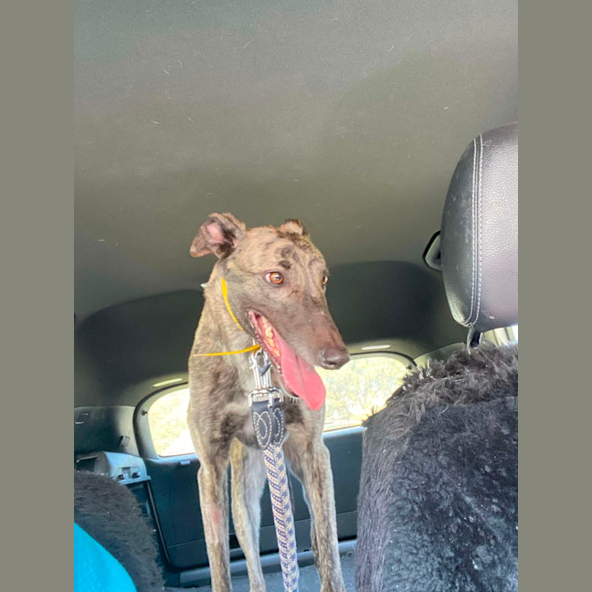 Photo of Bonnie, The Greyhound