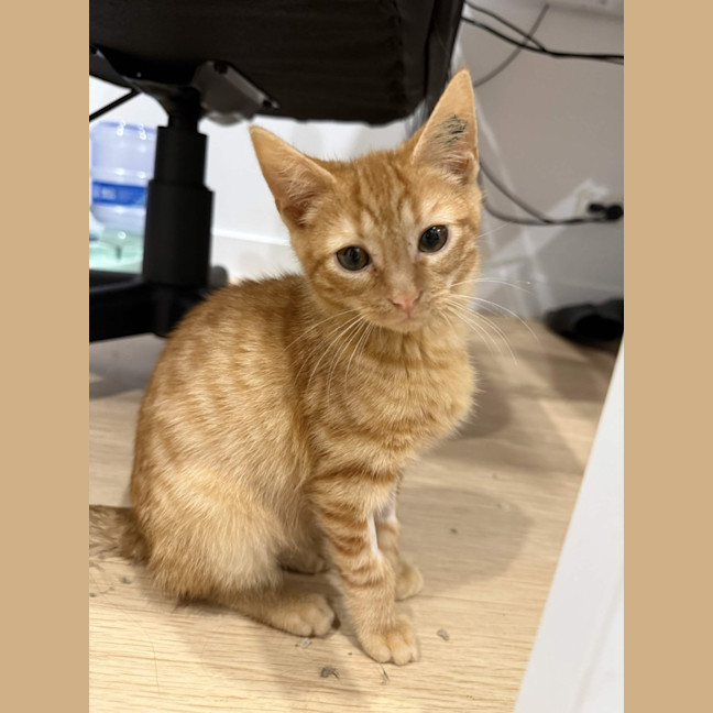Photo of Cheeto Supreme