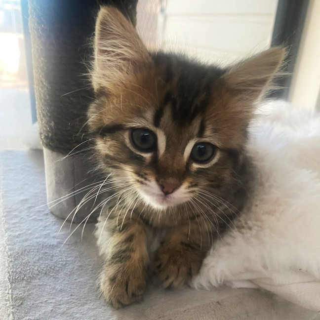 Photo of Meeko