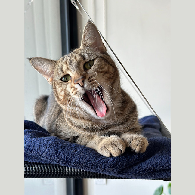 Photo of Cinnamon