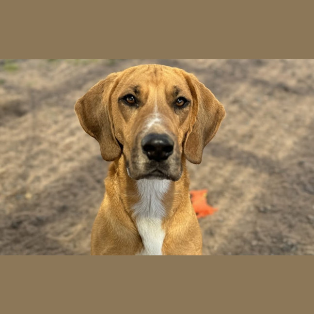 Photo of Kobi