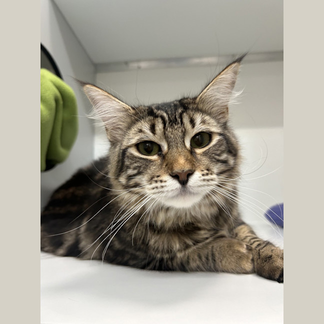 Photo of Wilson (Was Valentine)