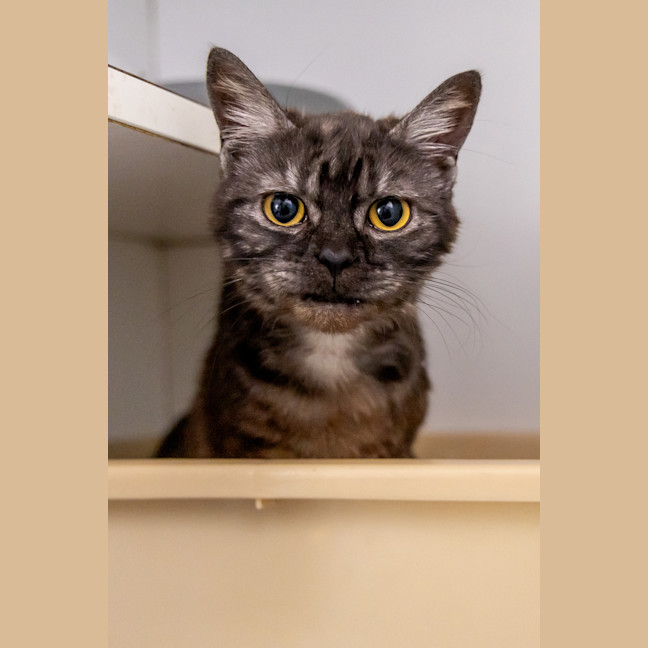 Photo of Pretty Woman