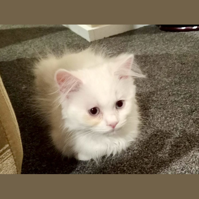 Photo of Harry & Olive