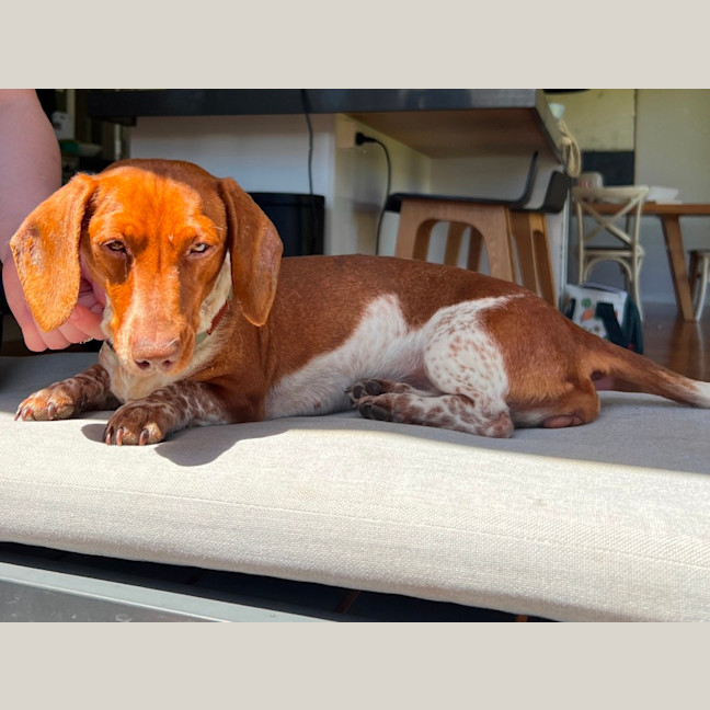 Photo of Milo