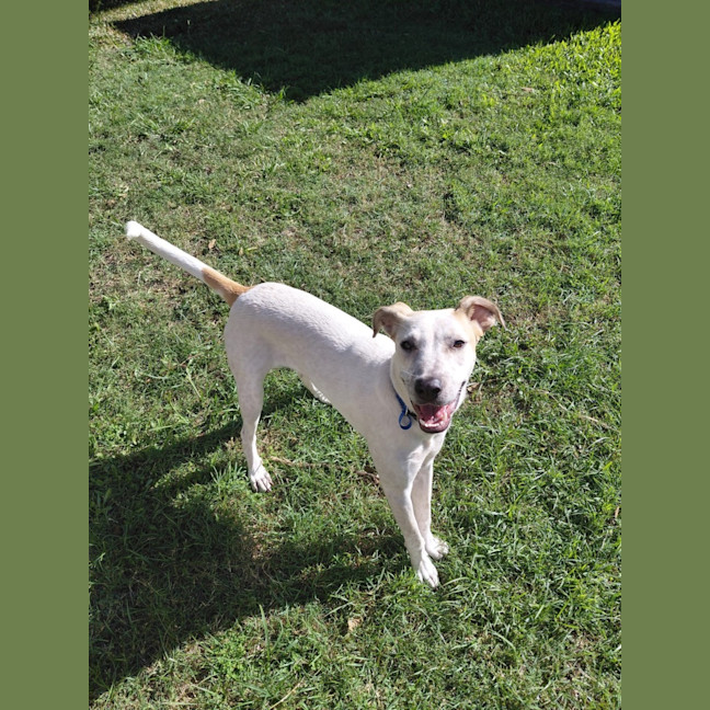 Photo of Pedro *$350 Adoption Fee*