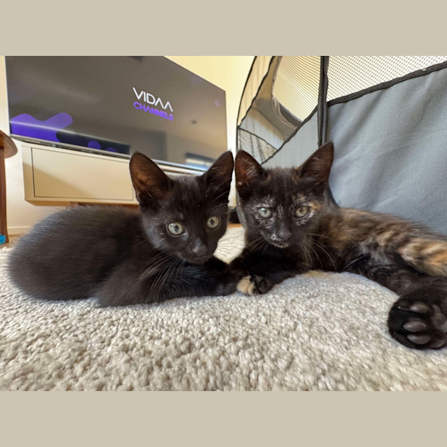 Photo of Ginny & George 