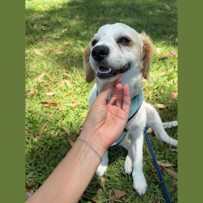 Photo of Boomer   1 Year Old Cavalier X