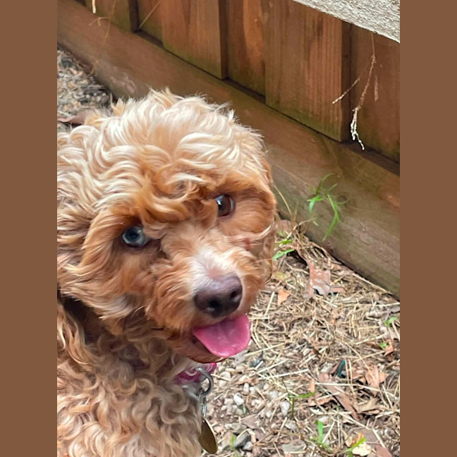Pumpkin Pie - Small Female Poodle x Shih Tzu Mix Dog in VIC - PetRescue