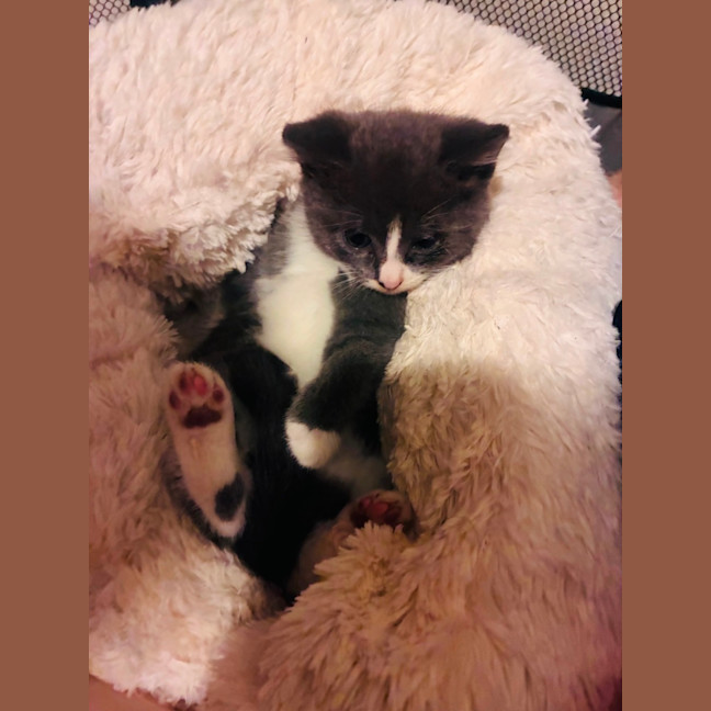 Photo of Penguin And Juniper