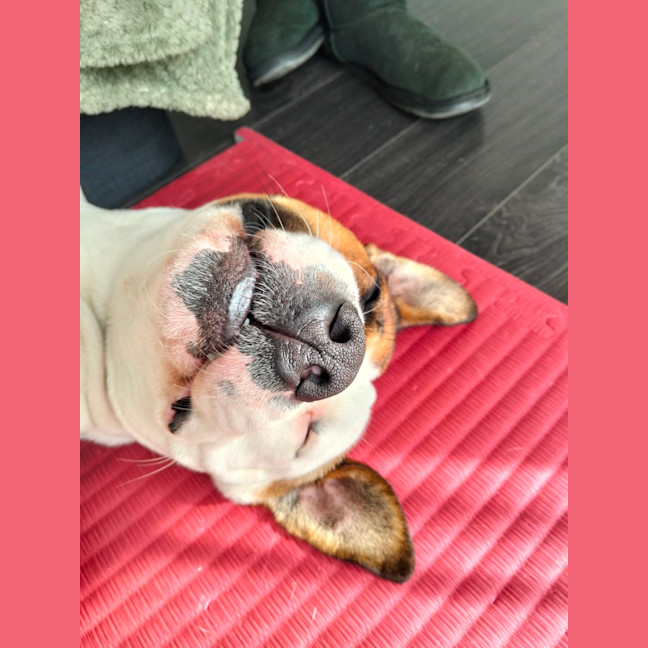 Photo of Draco