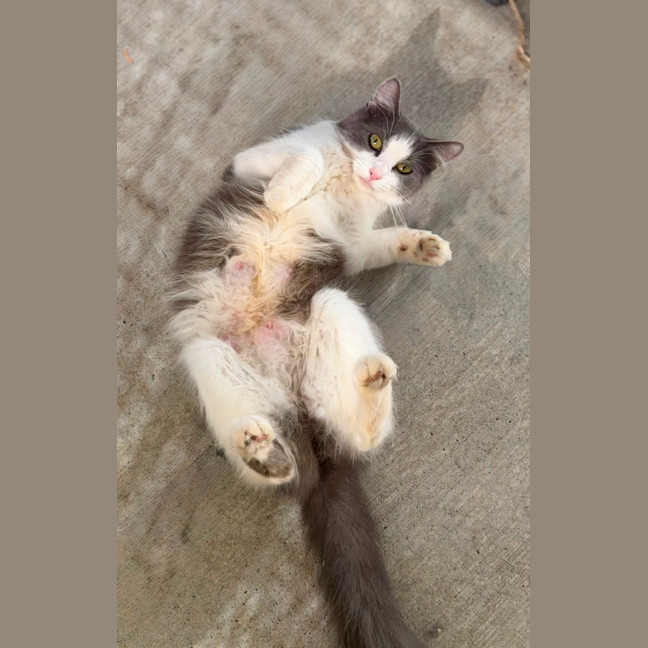 Photo of Suki