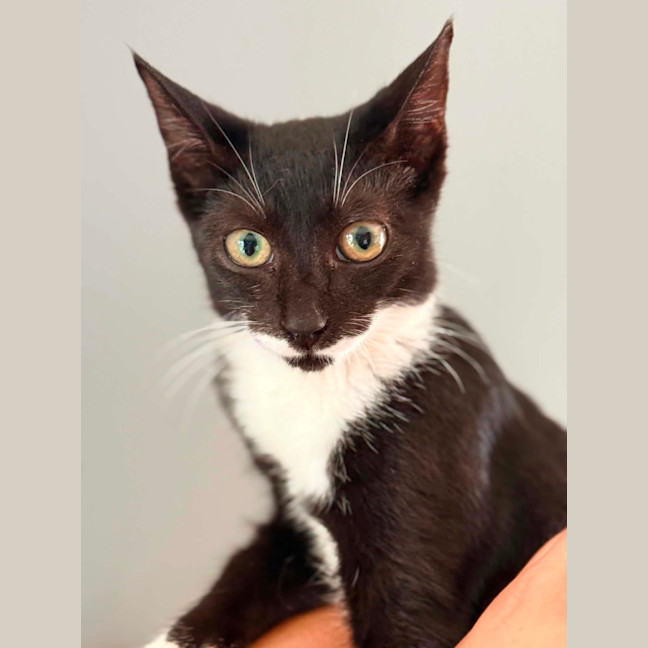 Photo of Chitty 