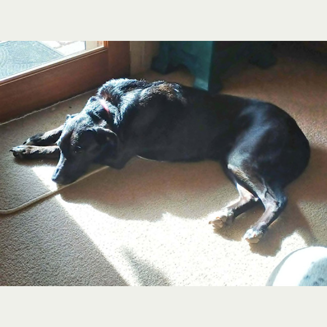 Photo of Kora
