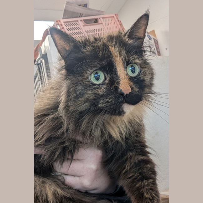 Photo of The Silent Warrior