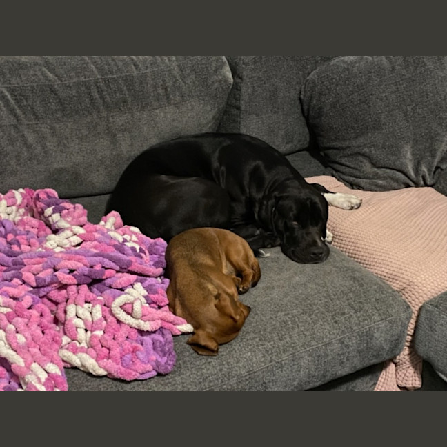 Photo of Peppa   4 Year Old Great Dane X Mastiff