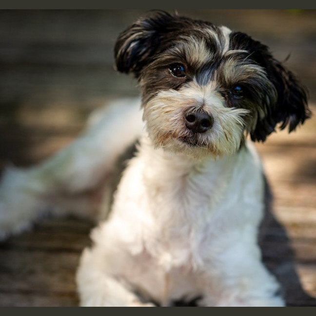 Photo of Benji