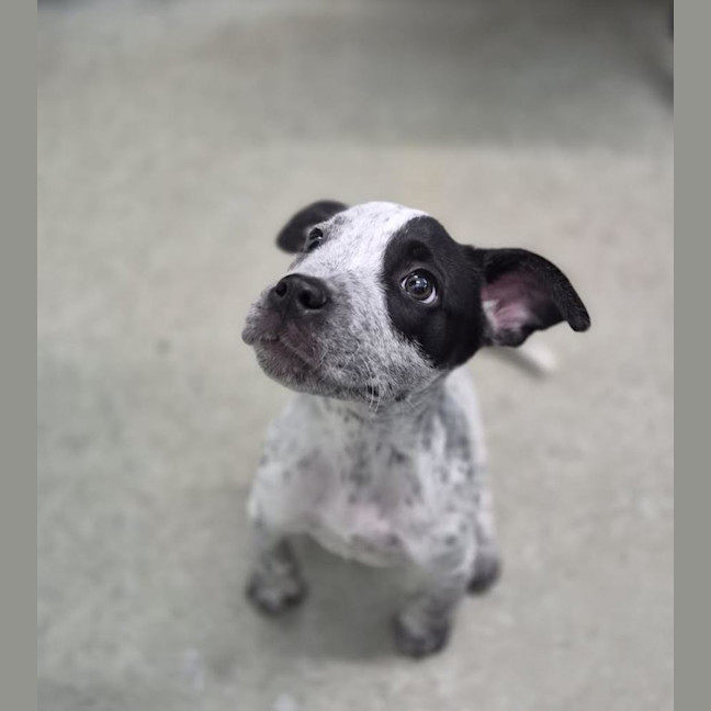 Photo of Dixie