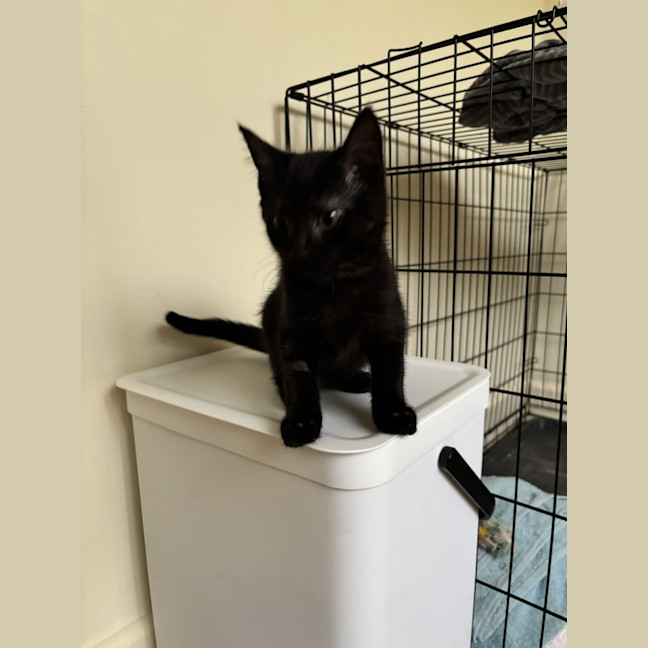 Photo of Velvet