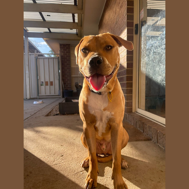 Photo of Shadow