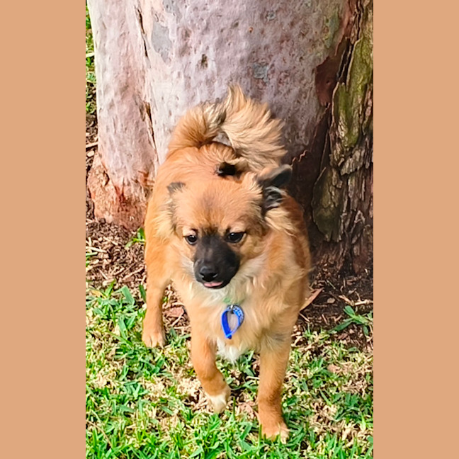 Photo of Jimmy   4 Month Old Pomeranian X