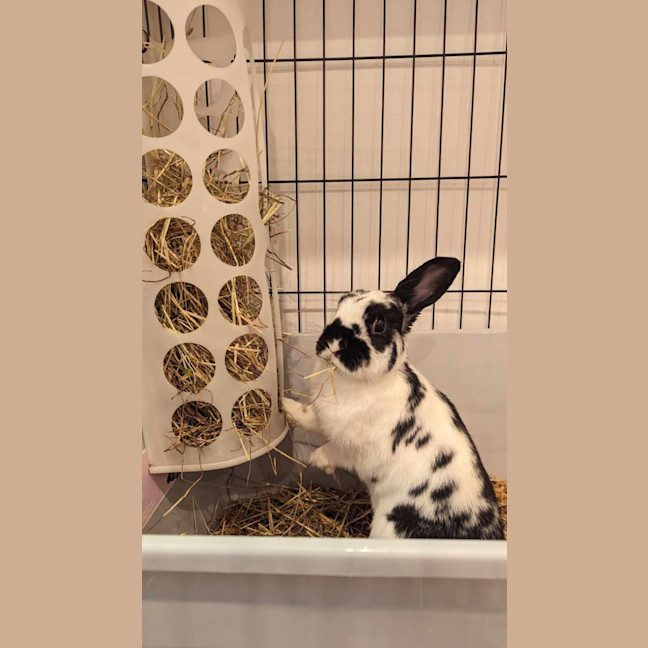 Photo of Amaya Panda