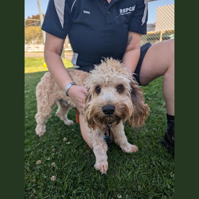 Photo of Watson