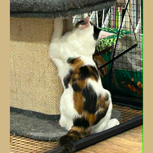 Photo of Sabre